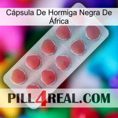 Cápsula De Hormiga Negra De África 18